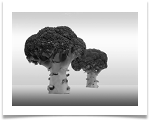 Broccoli Landscape - Chris Berg